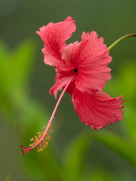 Fiji-Taveuni Island Close-up of hibiscus flower